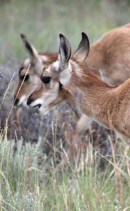 Antelope are the fastest land mammal in North America american-antelope-prairie-grazers