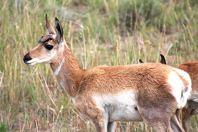 antelope-processing-colorado