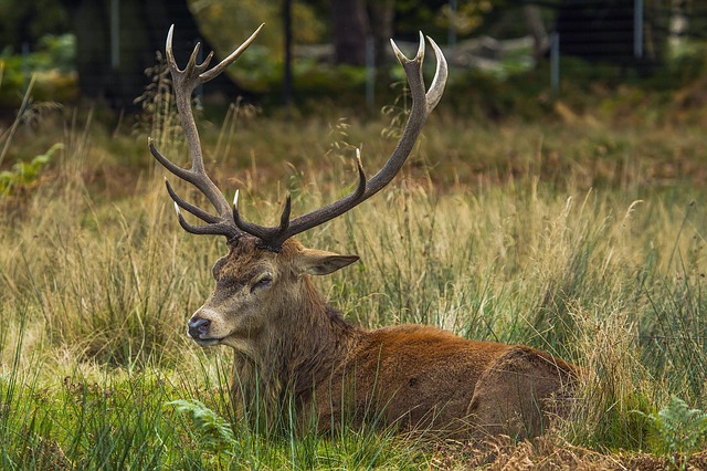 mule-deer-buck-in-grass