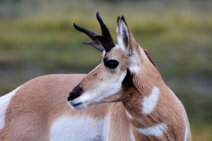 ted-baker-wild-game-antelope-pronghorn