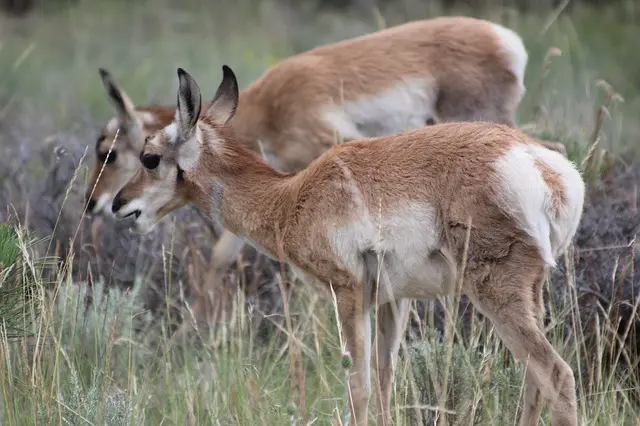 Image of a baby pronghorn antelope
