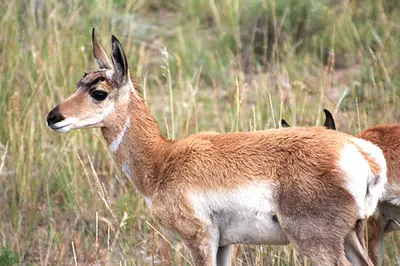Baby pronghorn antelope