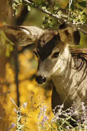 Image of a mule deer