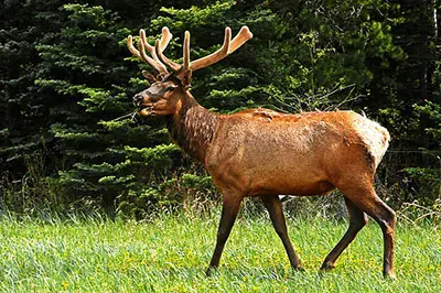 Image of a young elk