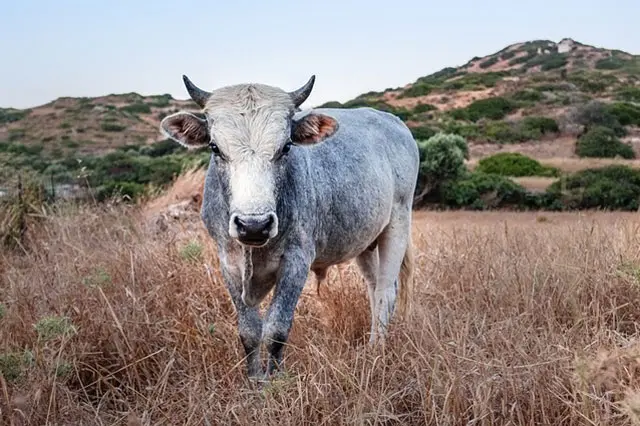 Image of a cow