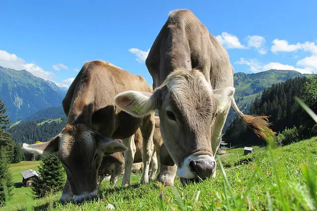 Image of cows grazing