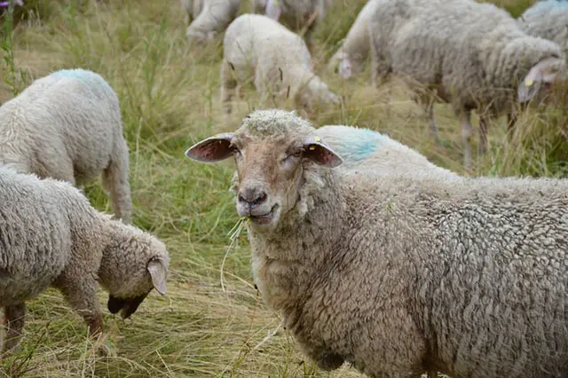 Image of Domesticated sheep