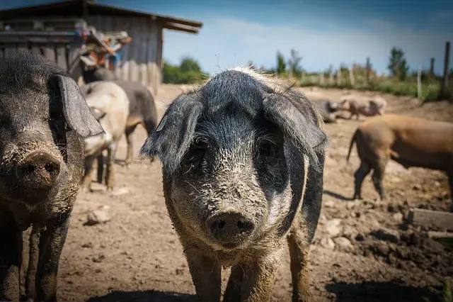 Image of Domesticated Pigs