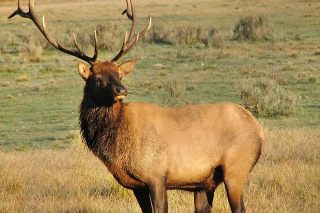 Image of a Bull Elk