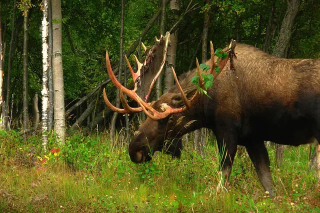 Image of a Moose