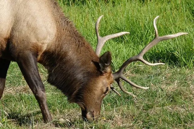 Image of elk eating grass