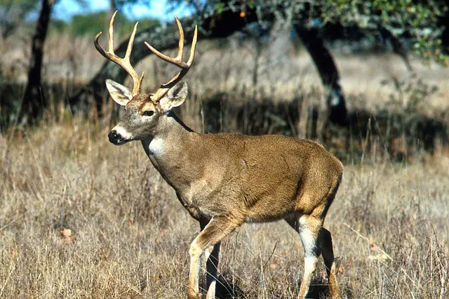 Image of a white tail deer